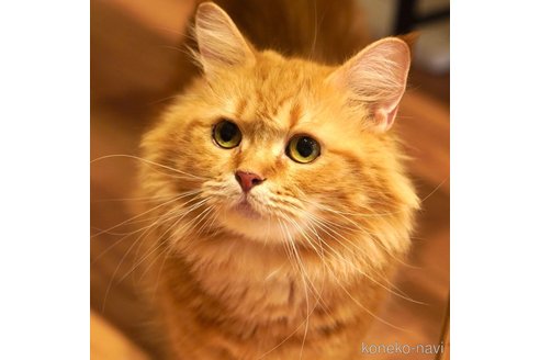 まるちゃん1枚目